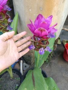 Siam Tulip Curcuma
