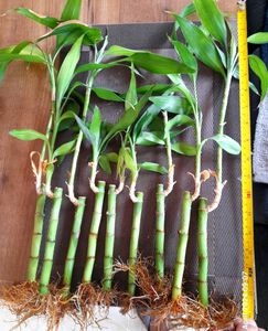 Bamboo Saplings 15 Inch Average Height