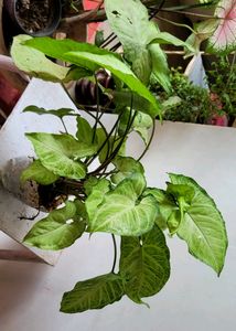 Set 3 Arrowhead Plants 🪴