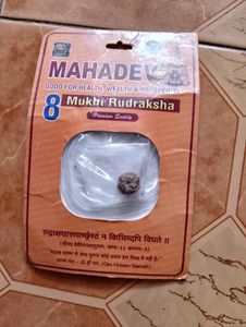8 Mukhi Rudraksha Original