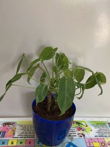 Blue Pot & Philodendron Plant