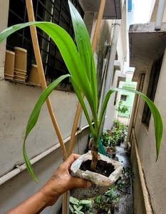 Pack 2 Nevernever &amp; Gardeopolis Plant 🌵