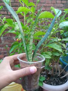 Sanke Plant