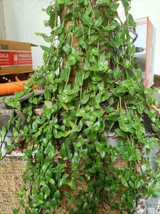 Plants for garden