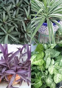 Beautiful Assorted Houseplants