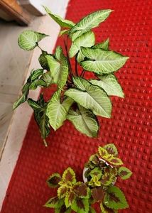 Set 2 Arrowhead &amp; Coleus Plants &amp; Pot