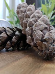 Pinecone Flower From Tibet Set Of 2