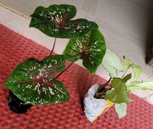 Pack 2.) UJJAISEEDS rare polka &amp; Arrowhead Plant