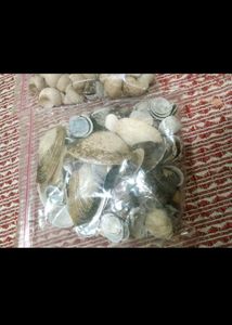 Bulk Seashells for Crafting &amp; Decor