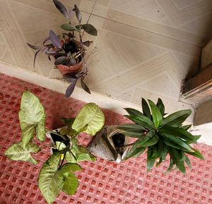 Set 3 Arrowhead &amp; Purple Heart &amp;syngonium Plants ?