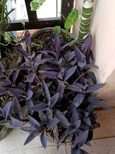 three plants combo