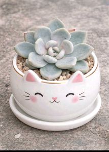 variegated succulent
