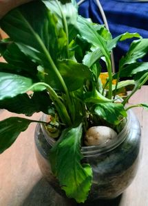 combo of plants