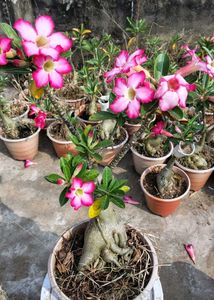 Beautiful Adenium Plants