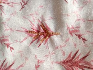 White Kurta with Pink Print