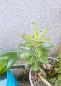 Natural Desert Rose Andenium