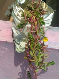 10 "0  Clock Plant