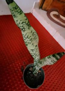 Pack 2 the herbaceous perennial &amp;Dwarf Snake Plant
