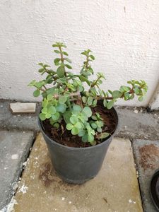 Jed plant ☘️☘️