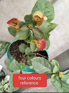 3 Beautiful Bougainvillea Plants.