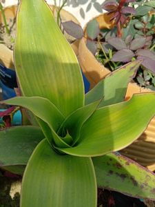 Basket Live Plant