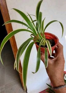 3 Set Pandanus veitchii &amp; Never.. &amp;Purple Heart pl