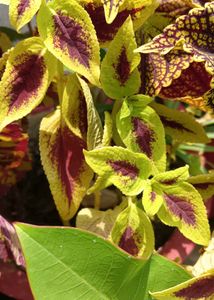 Coleus Live Plants