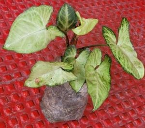 Arrowhead Plant 🌵