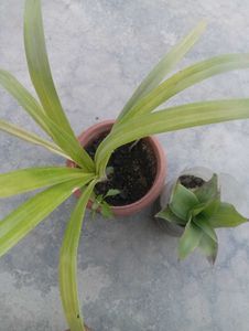 Combo Of Plant