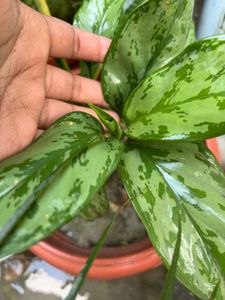 Aglaonema Chinese Evergreen