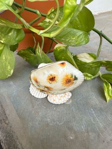 original Seashell jewellery Dish