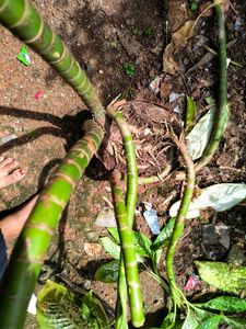 anglaonema plant