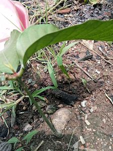 Mango Plant