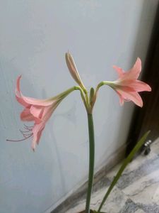 Amaryllis lilly bulb