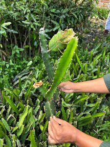 Dragon fruit plant