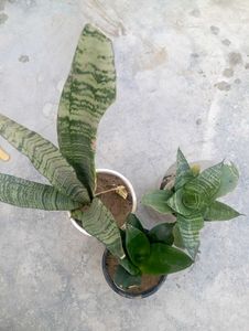 3 Airpurifing Plants Combo