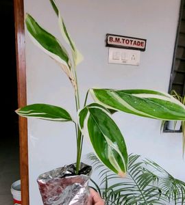 Pack 2 Tulsi &amp; Ctenanthe pilosa Plant 🪴