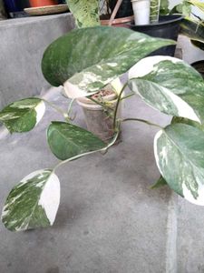 Assorted Potted Houseplants for Sale