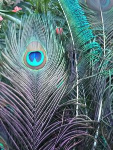 Natural Peacock Feathers pack of 10