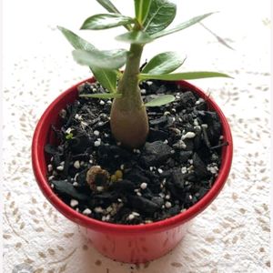 Adenium 10 Plant Combo