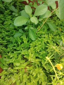 multiple plants