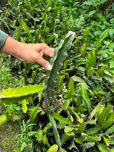Dragon fruit plant