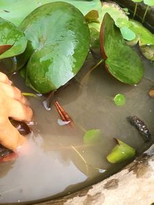 Water Lily