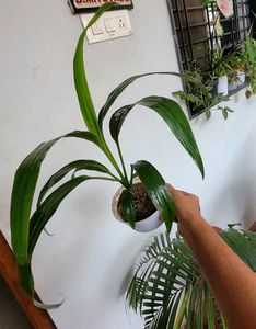 Set 2 Money Plant &amp; Syngonium Plans