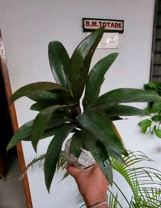 Set 2 Zebronics &amp; Syngonium Plant