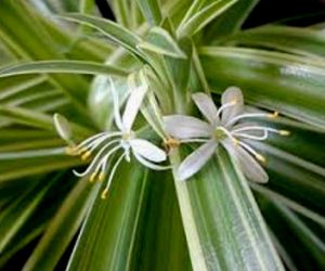 🌱chlorophytum laxum Plant🪴&amp;pot