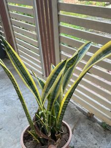 Snake Plant - Easy Care Houseplant