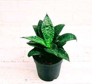 Diwali offer 🎇  Snake Plant in small black Pot
