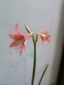 Amaryllis lilly bulb