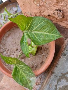 Arrowhead Plant